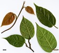 SpeciesSub: var. henryi
